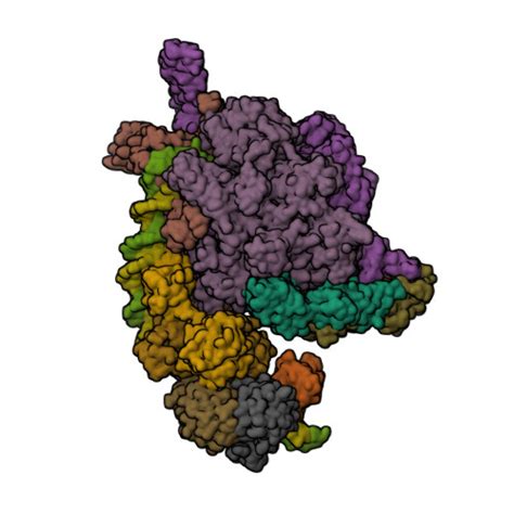 RCSB PDB 8HIH Cryo EM Structure Of Mycobacterium Tuberculosis