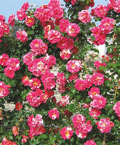 Роза плетистая кэнди лэнд - фото и картинки: 69 штук