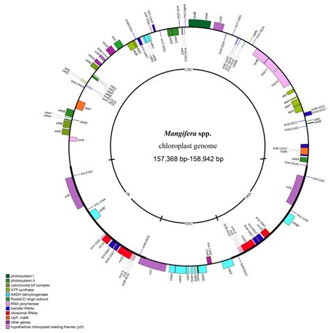 Horticulturae Free Full Text Comparative Analyses Of 18 Complete