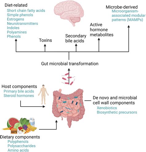 Advances In Brain Gut Microbiome Interactions A Comprehensive Update