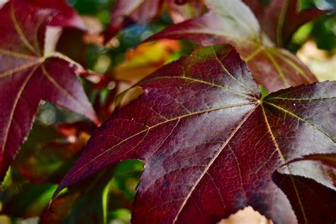 Liquidambar Styraciflua By Paco Meijer On Deviantart