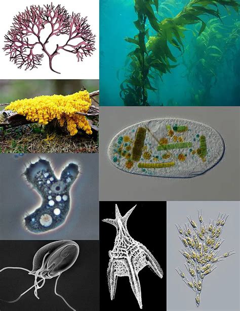 5 Phytoplankton Examples: That You Should Know – Lambda Geeks