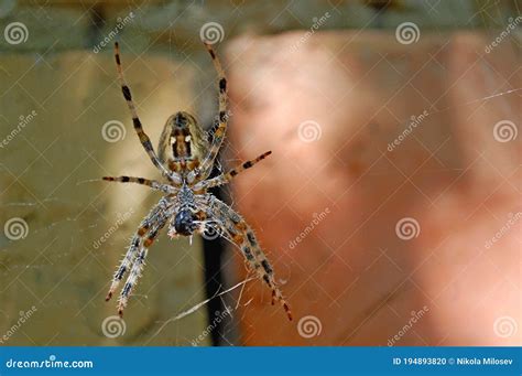 Fotografia Da Araneus Diadematus Spider Foto De Stock Imagem De Corpo