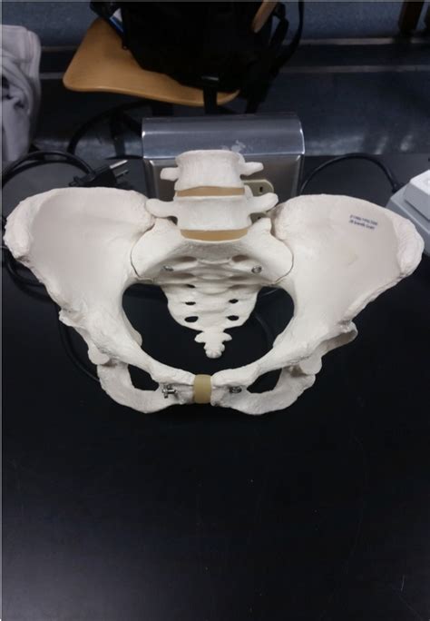 Pelvis Anterior View Diagram Quizlet