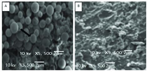 Scan Electron Microphotographs Of Untreated A And Treated B Candida