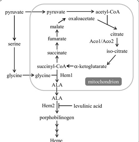 Schematic Illustration Of The Metabolic Pathway Of 5′ Aminolevulinic