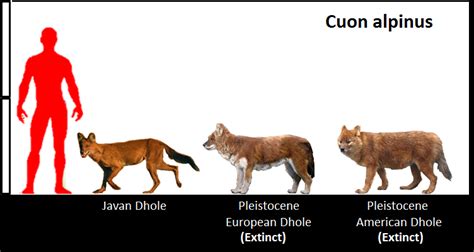 Cuon Alpinus By Homero13 On Deviantart