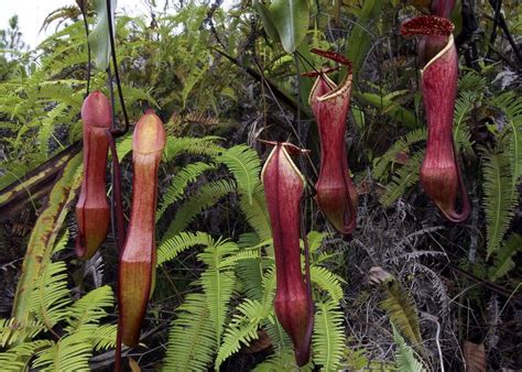 Nepenthes Eustachya Tropical Pitcher Plant In Habitat North Sumatra