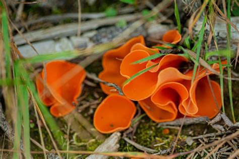 Are Orange Mushrooms In Yard Harmful Tips To Remove Them