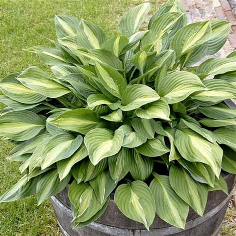 Hosta Striptease Order online in EU directly from Holland