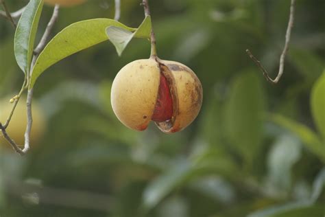 Fotos Gratis Rbol Naturaleza Rama Flor Fruta Hoja Comida