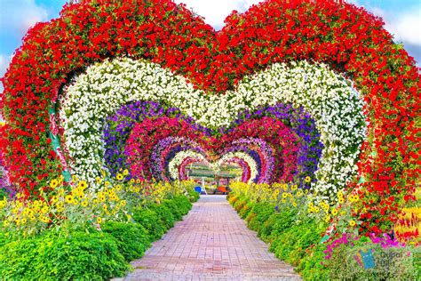 Miracle Garden Dubai Bilit