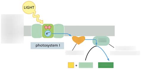 Unit 2: Chapter 14 - Photosystem 1 Diagram | Quizlet