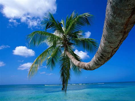 wallpaper: Palm Trees Wallpapers