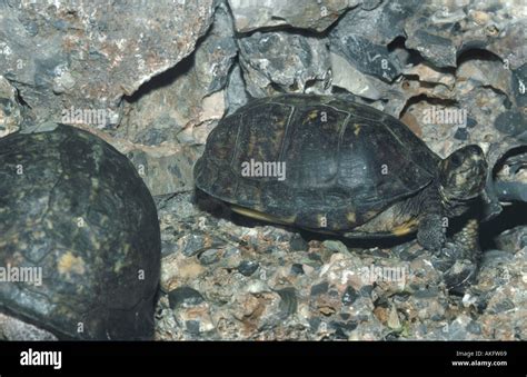 Eastern Box Turtle Common Box Turtle Terrapene Carolina Stock Photo