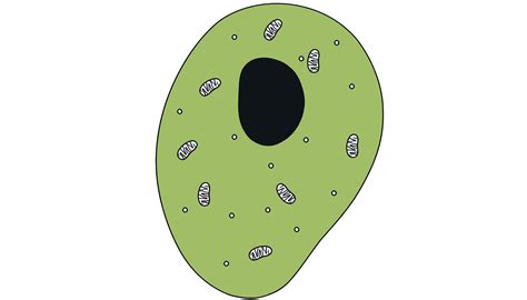 What Is Cytoplasm Twinkl