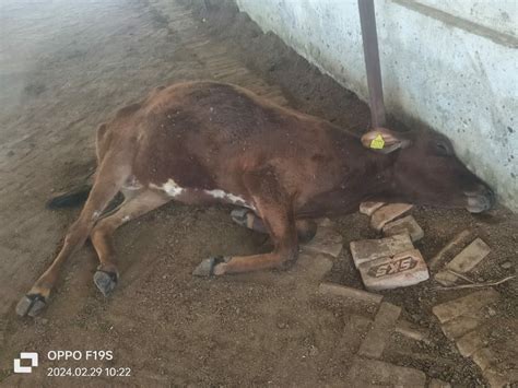 The Condition Of Animals In The Cow Shed Is Pathetic गौशाला में पशुओं