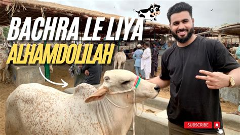 Bachra Mil Gaya Akhir Cow Mandi Vlog Cow Mandi Malir YouTube