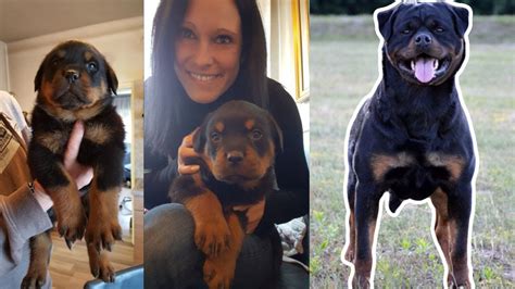 How Fast Do Rottweiler Puppies Grow
