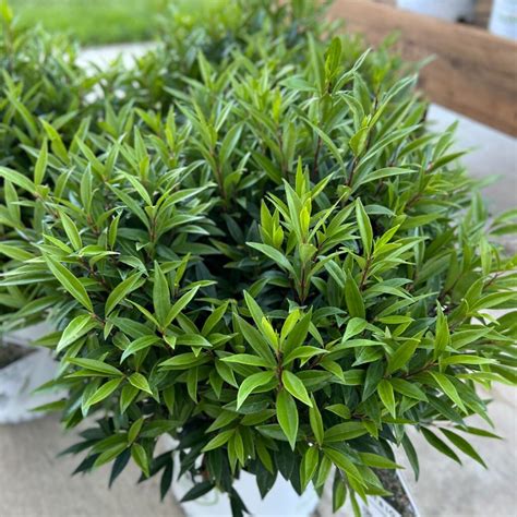 Sweet And Lo™ Sweet Box Sarcococca Order Online