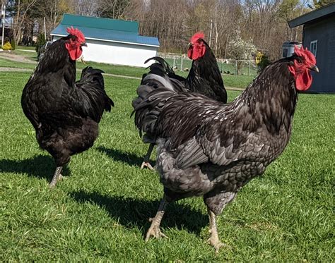 Jersey Giant Chicken The Livestock Conservancy