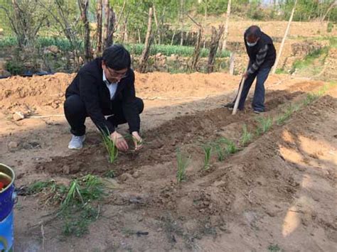 【山东商报】莱芜区大王庄镇中草药、生姜种植试验田刨出“金疙瘩” 莱芜职业技术学院