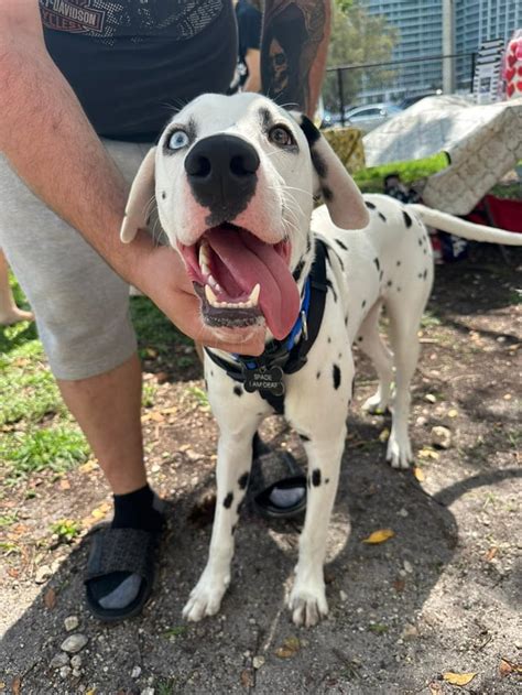 Dalmatian for adoption : r/dalmatians