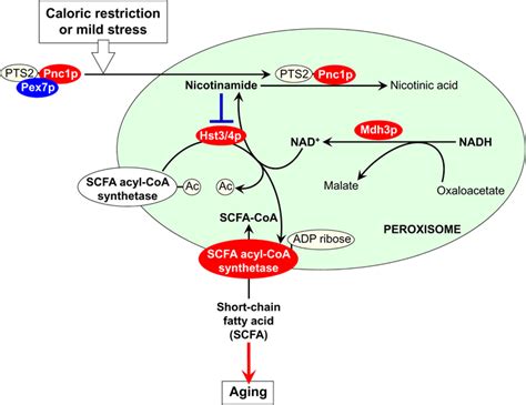 Peroxisomes A Nexus For Lipid Metabolism And Cellular Signaling Cell