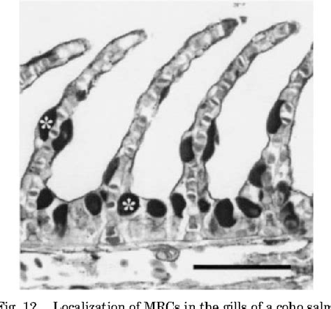 Figure 5 From Fish Gill Morphology Inside Out Semantic Scholar