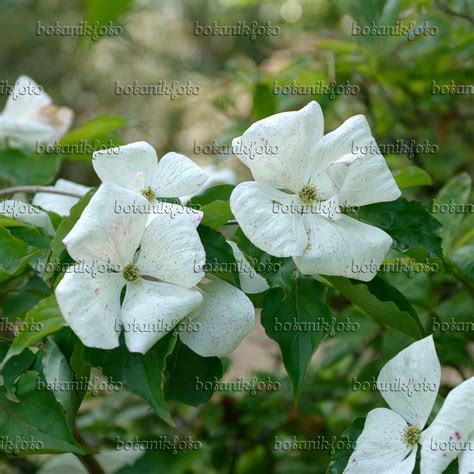 Images Cornus Kousa Venus Images De Plantes Et De Jardins Botanikfoto