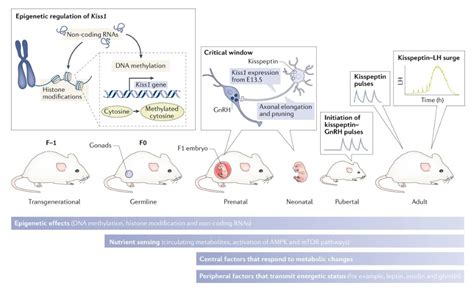 Nature Reviews Endocrinology On Twitter V Ctor M Navarro Outlines