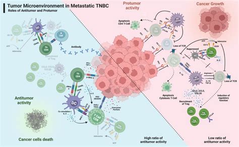 The Proposed Mechanisms Of Tumor Microenvironment In Metastatic TNBC