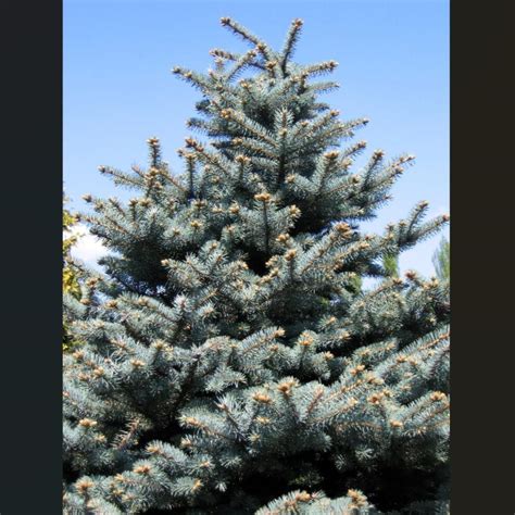 picea pungens blue spruce greenleaf nurseries