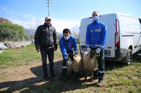 Yerli Ve Milli Koyunumuza Ayd N Belediyesi Sahip Kt D Nyada Tane