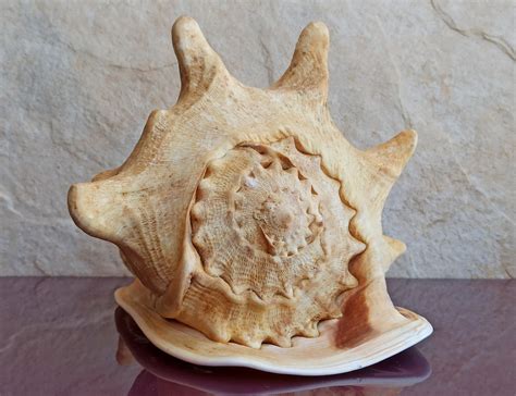 large huge beautiful shell big crab shell huge ocean shell sea shell
