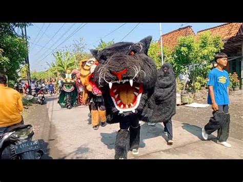 Seru Arak Arakan Barongan Macan New Pandawa Di Desa Gaji Youtube