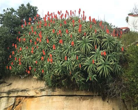 aloe arborescens gardensonline