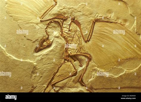 Archaeopteryx Cast Of Fossil Bird 145 Million Years Old Late