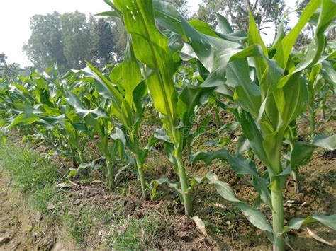 Maize Farm for Harvest are Cash Crops Stock Photo - Image of ripe ...