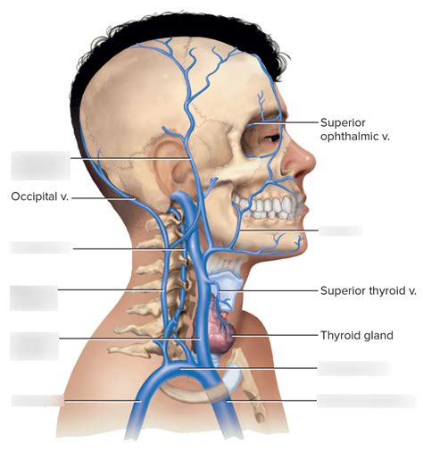 Figure 20 26c Superficial Veins Of The Head And Neck Diagram Quizlet