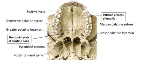 Palate - Parts, Muscles, Blood and Nerve supply