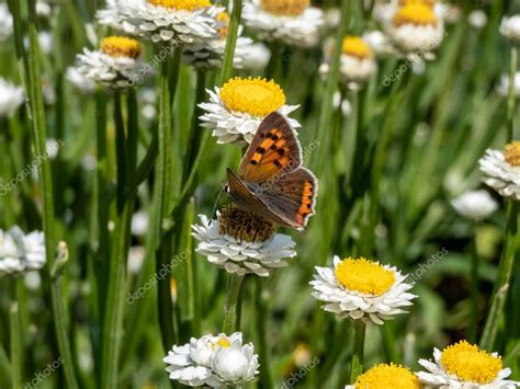 El Cobre Peque O Americano O N Lycaena Phlaeas Las Alas