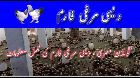 Desi Golden Misri Desi Hen Farming In Pakistan Youtube