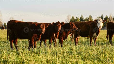 Cattle In Canada Stock Photos Images And Backgrounds For Free Download