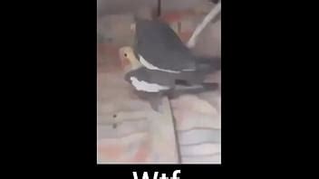Aves De La Hermandad Xvideos