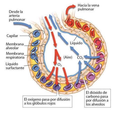 En El Proceso De Intercambio Gaseoso En Los Alv Olos Pulmonares Los