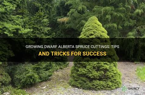 Growing Dwarf Alberta Spruce Cuttings Tips And Tricks For Success ShunCy