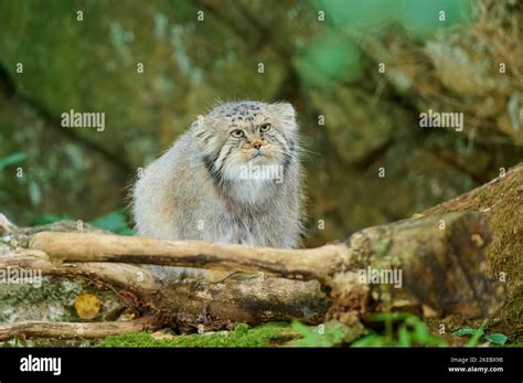 Pallas S Cat Otocolobus Manul Captive Stock Photo Alamy