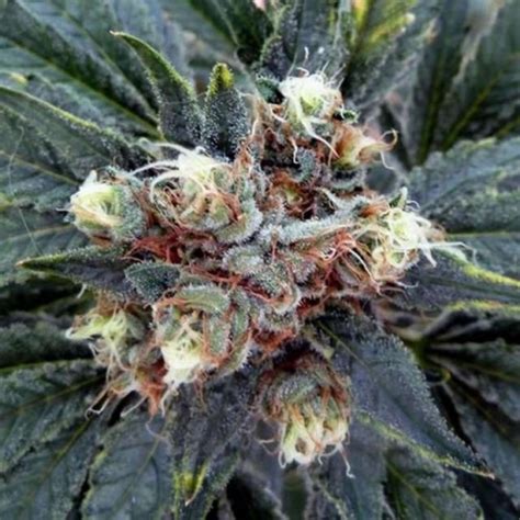 White Rhino Cannabis Seeds By Nirvana Seeds