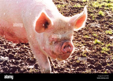 Large white pig hi-res stock photography and images - Alamy